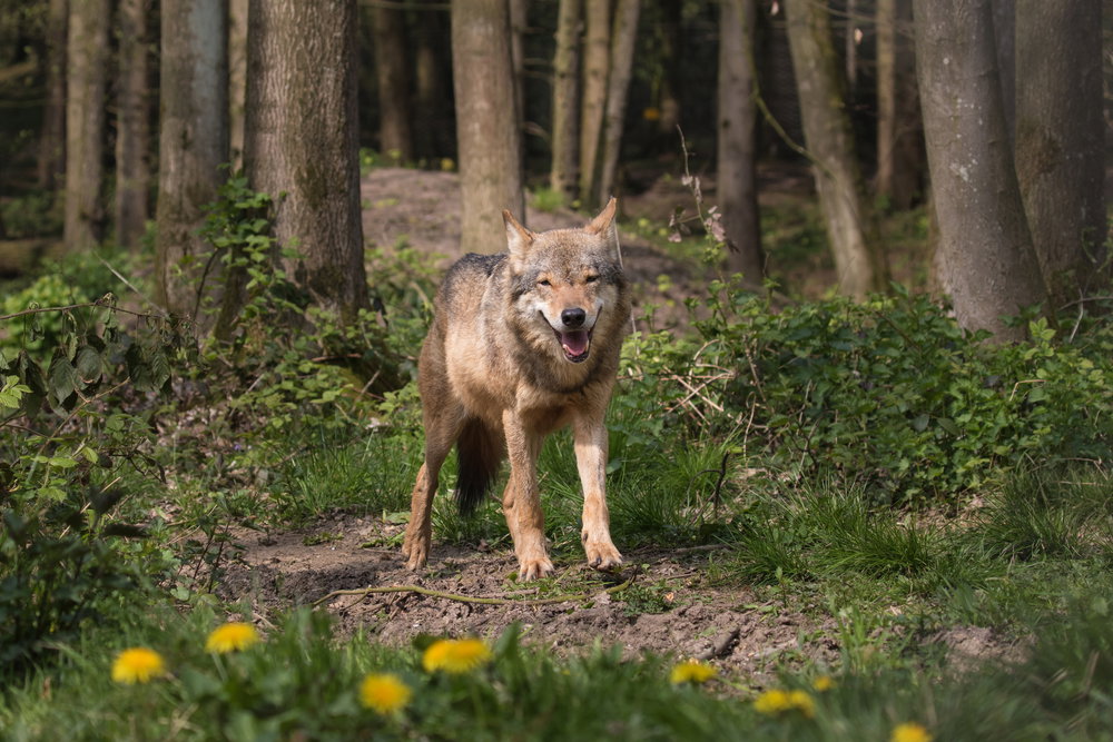 Wilki w Karkonoszach