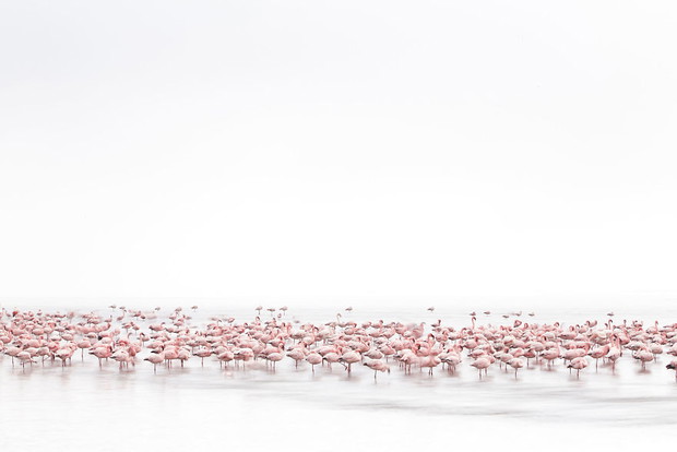 Flamingi, Meniconzi Alessandra, Szwajcaria (Kategoria Otwarta, Dzika Przyroda)