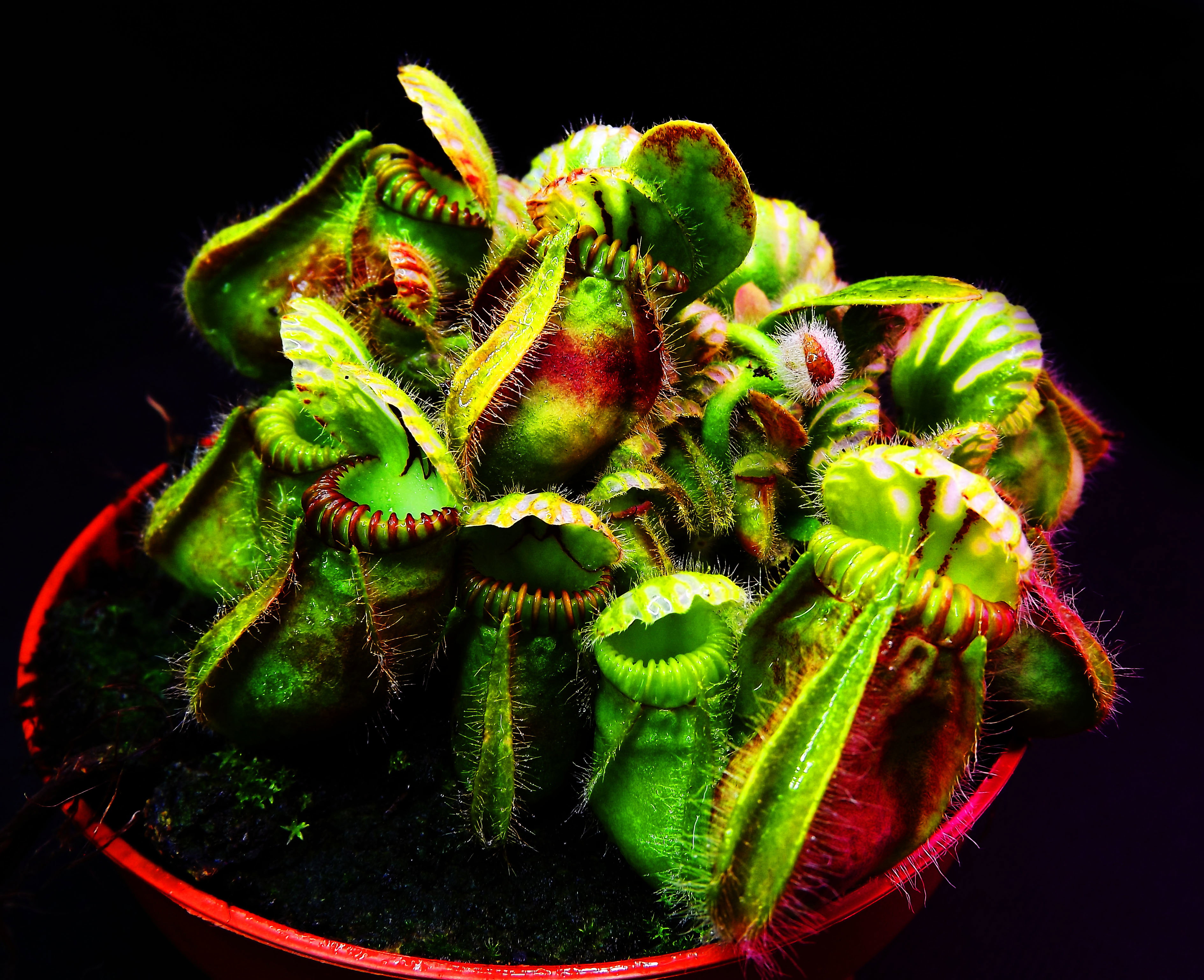 Cephalotus follicularis