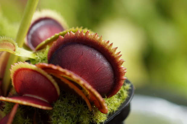 Dionaea muscipula