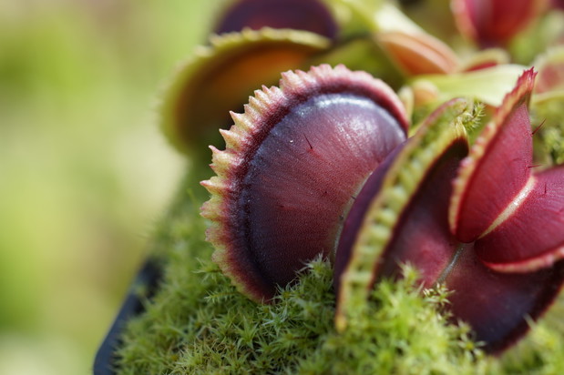 Dionaea muscipula