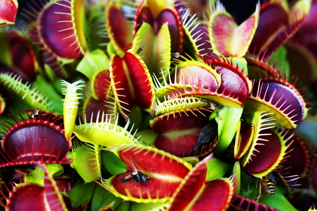 Dionaea muscipula