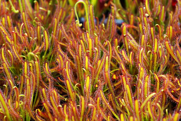 Drosera capensis (2)