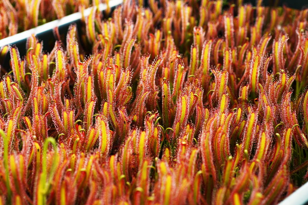 Drosera capensis