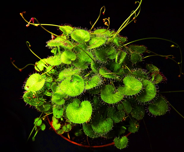 Drosera profilera