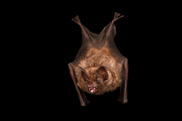 Karlik średni (Pipistrellus kuhlii kuhlii)