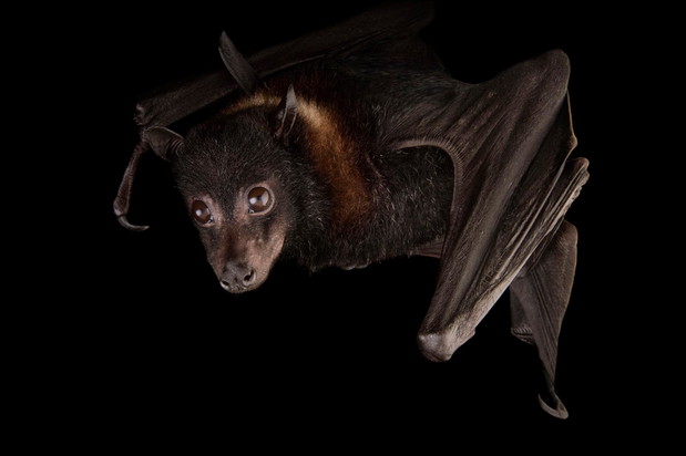 Mały latający lis z gatunku Pteropus hypomelanus