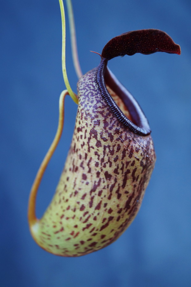 Nepenthes aristolochioides x ventricosa (2)