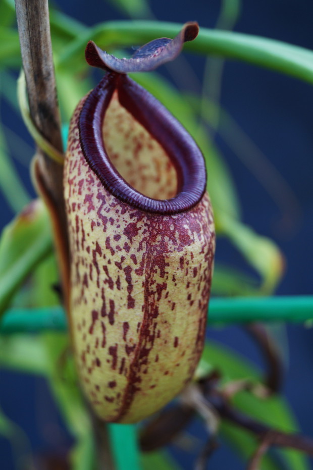 Nepenthes aristolochioides x ventricosa