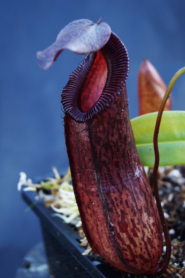 Nepenthes burkei x hamata