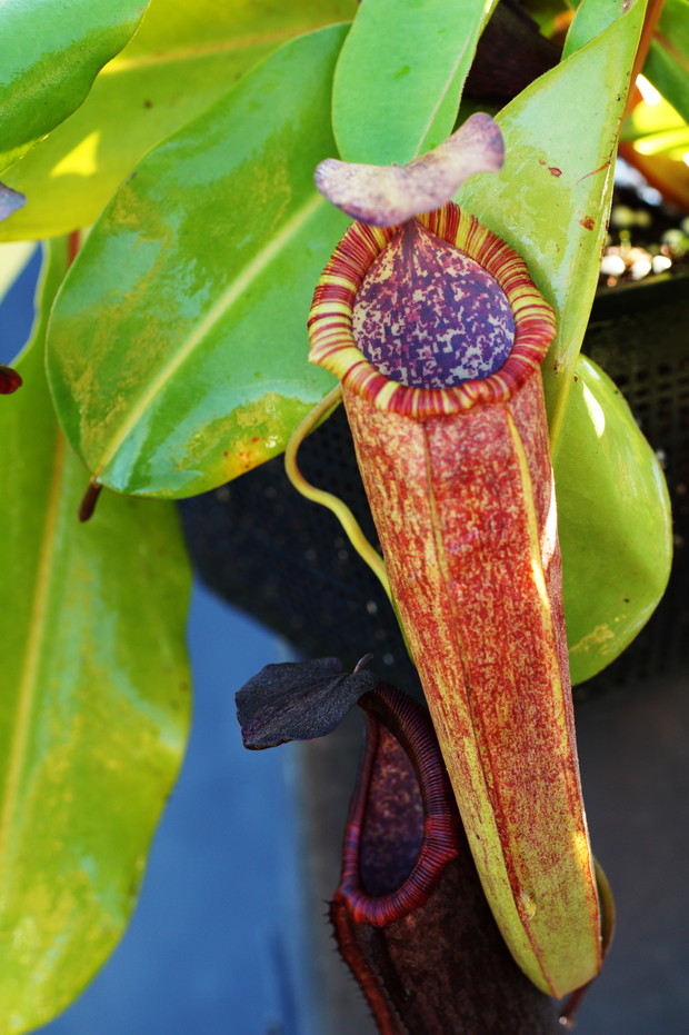 Nepenthes densiflora x boschiana (2)