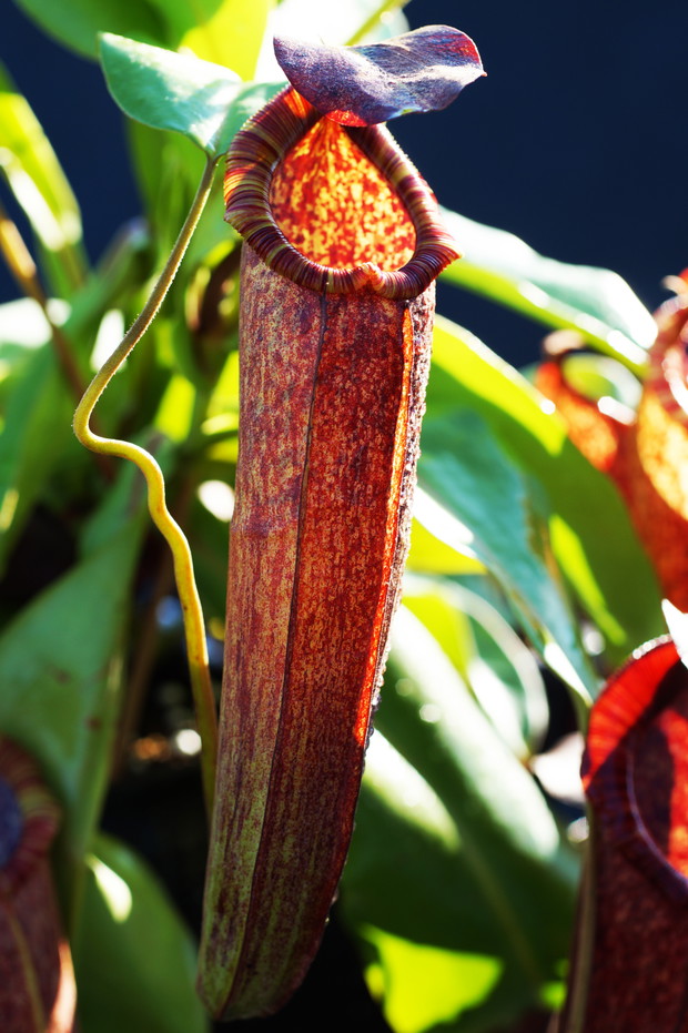 Nepenthes densiflora x boschiana (3)