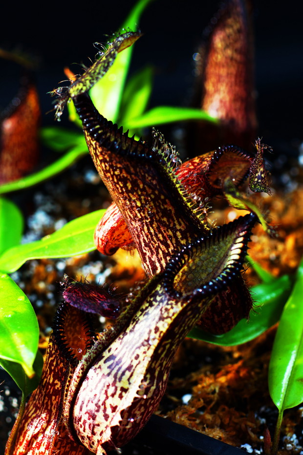 Nepenthes hamata (1)