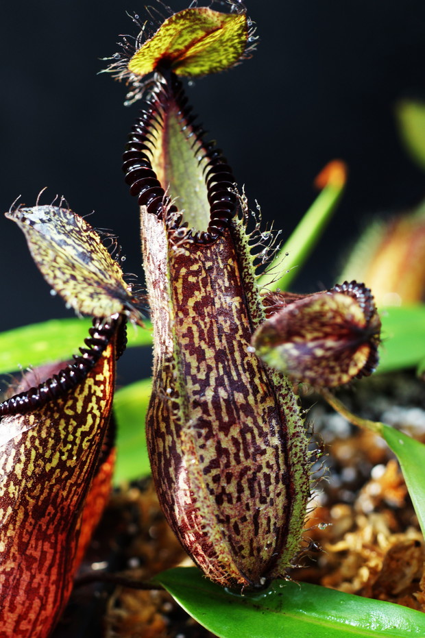 Nepenthes hamata (2)
