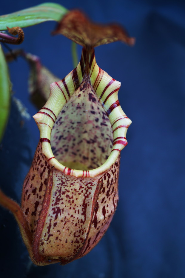 Nepenthes petiolata x veitchii