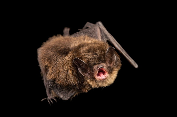 Nietoperz z gatunku Yuma myotis
