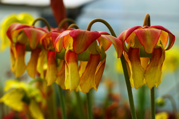 Sarracenia (kwiaty)