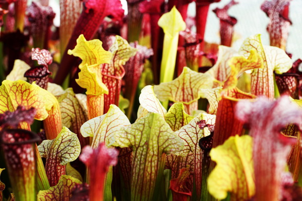 Sarracenia (na zdjęciu mix) 2