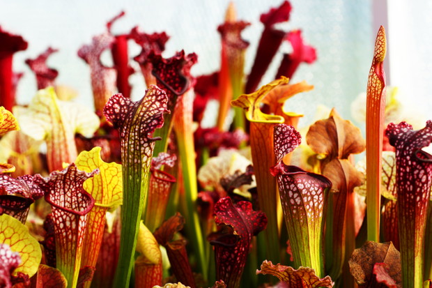 Sarracenia (na zdjęciu mix)