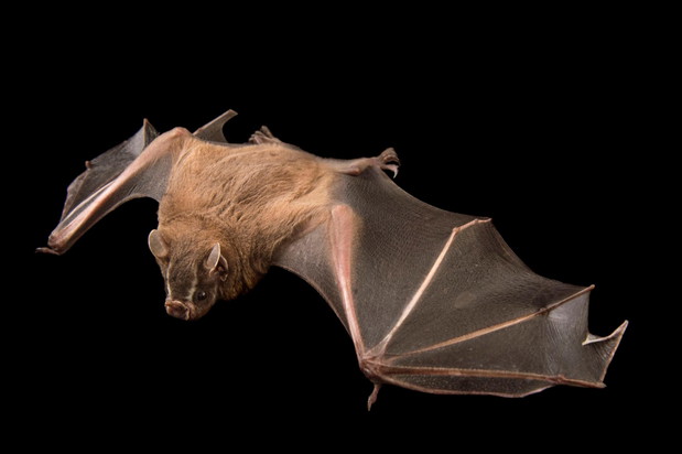 Wielki owocożerny nietoperz (Artibeus lituratus)