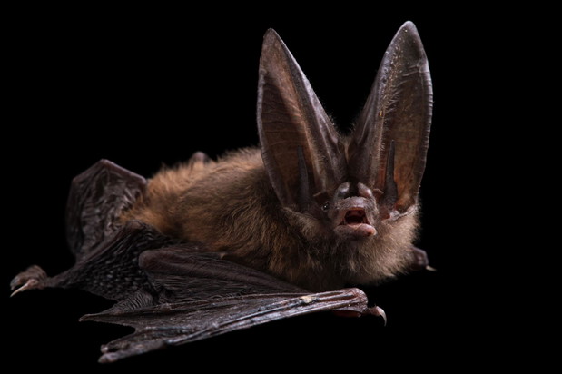 Wielkouchy nietoperz Townsenda (Corynorhinus townsendii)