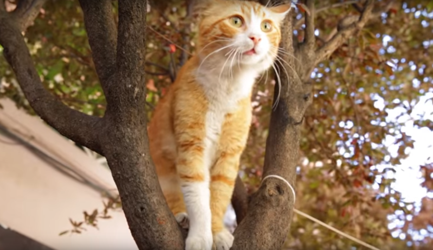 "KEDI – sekretne życie kotów"
