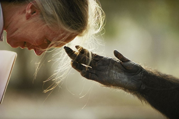 Jane Goodal i Jou Jou,
