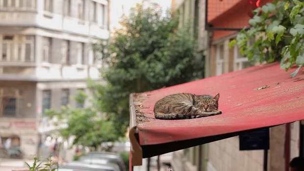 KEDI – sekretne życie kotów