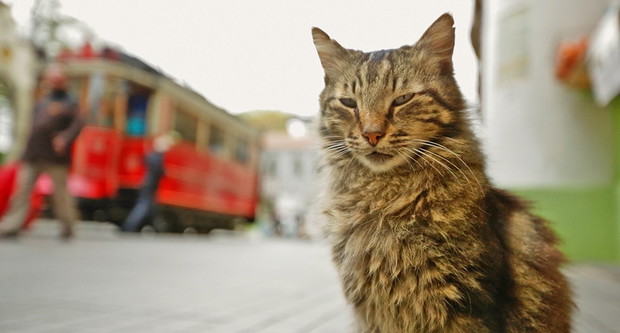KEDI – sekretne życie kotów