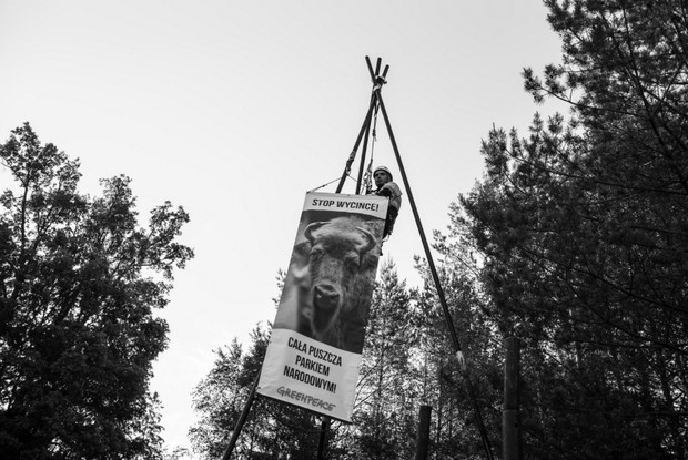 Protest w Puszczy Białowieskiej