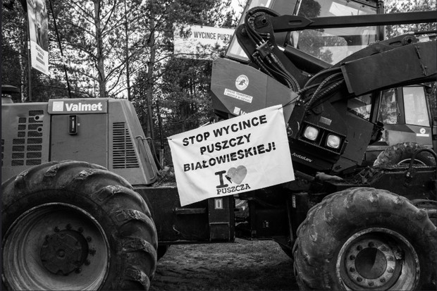 Protest w Puszczy Białowieskiej