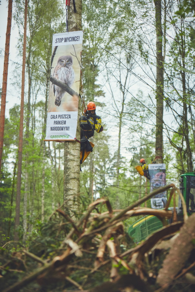 Protest w Puszczy Białowieskiej