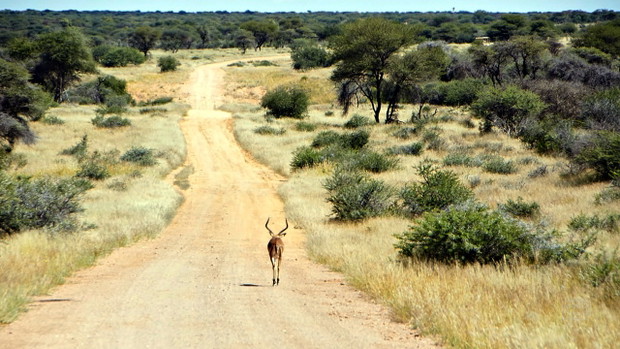 Samotny samiec impali, Make a Change: Africa Camp