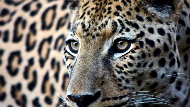 Wahoo, ambasador lampartów w AfriCat, Make a Change: Africa Camp