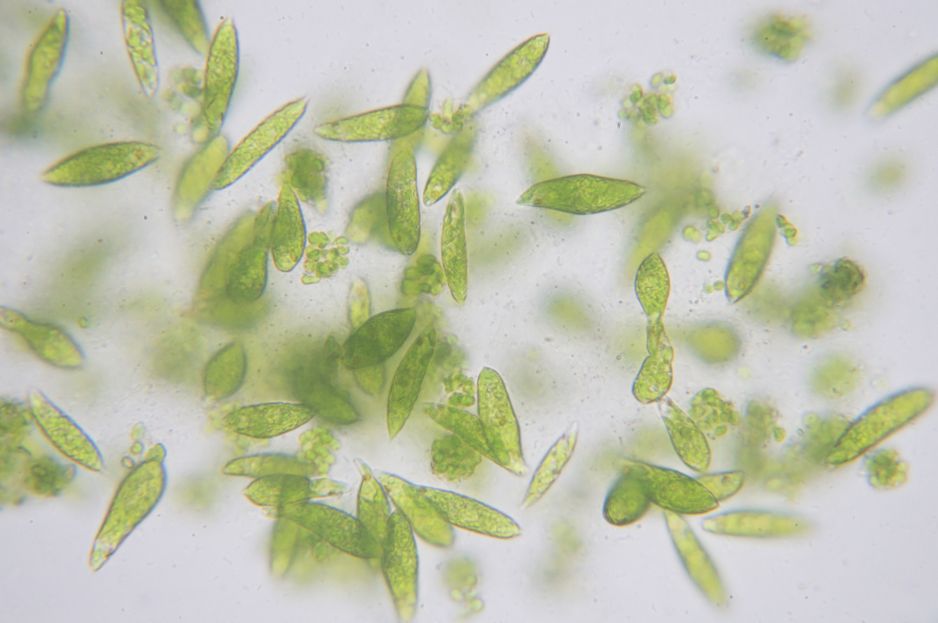 Nowy sposób na globalne ocieplenie? Naukowcy chcą użyźniać oceany z pomocą specjalnie zaprojektowanych nanocząsteczek (fot. Getty Images)