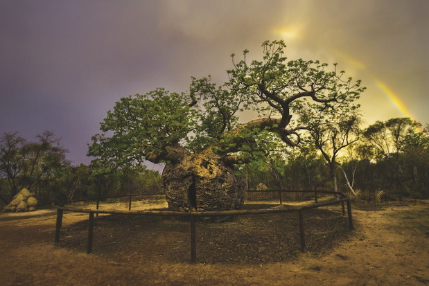 BAOBAB AUSTRALIJSKI - Derby, Australia