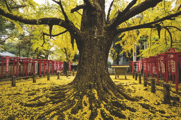 DZIECIODAJNY MIŁORZĄB - Tokio, Japonia