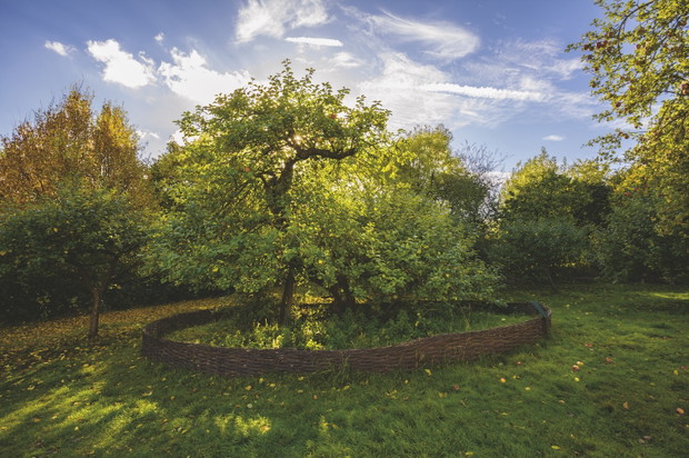 JABŁOŃ NEWTONA - Lincolnshire, Anglia