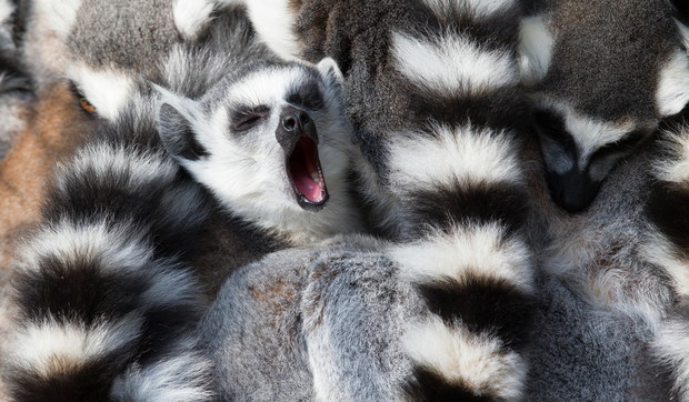 Lemur