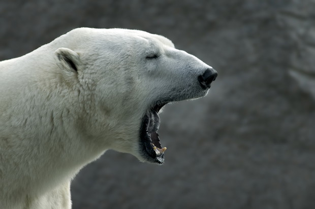 Niedźwiedź polarny