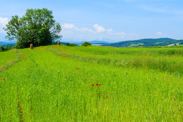 Beskid Niski