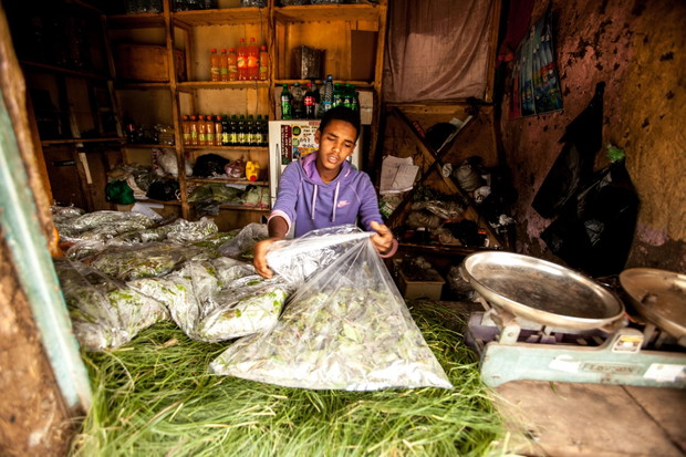 Khat w Etiopii