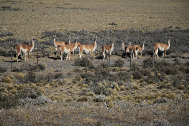 Patagonia