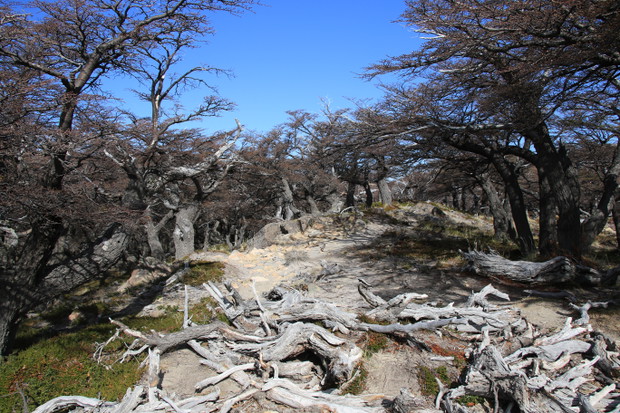 Patagonia