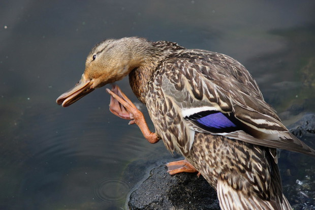 Swędzenie