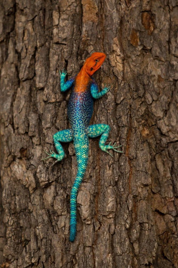 Agama