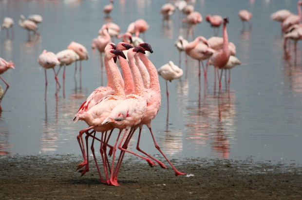 Flamingi