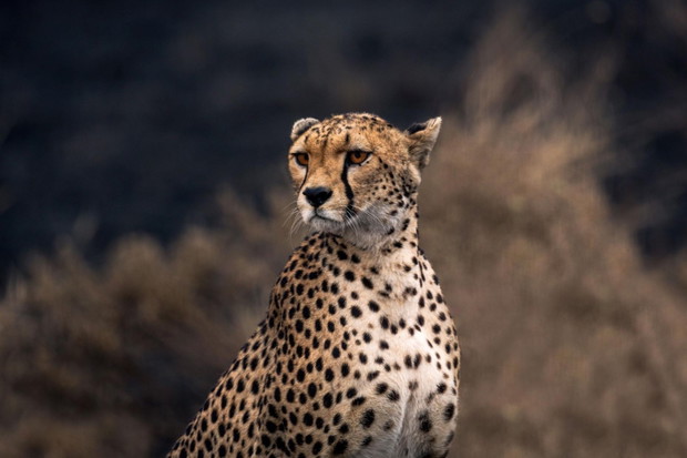 Gepard