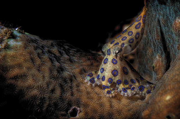 Hapalochlaena