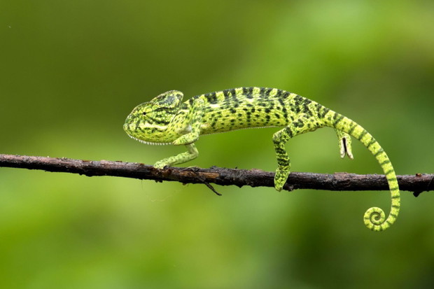 Kameleon